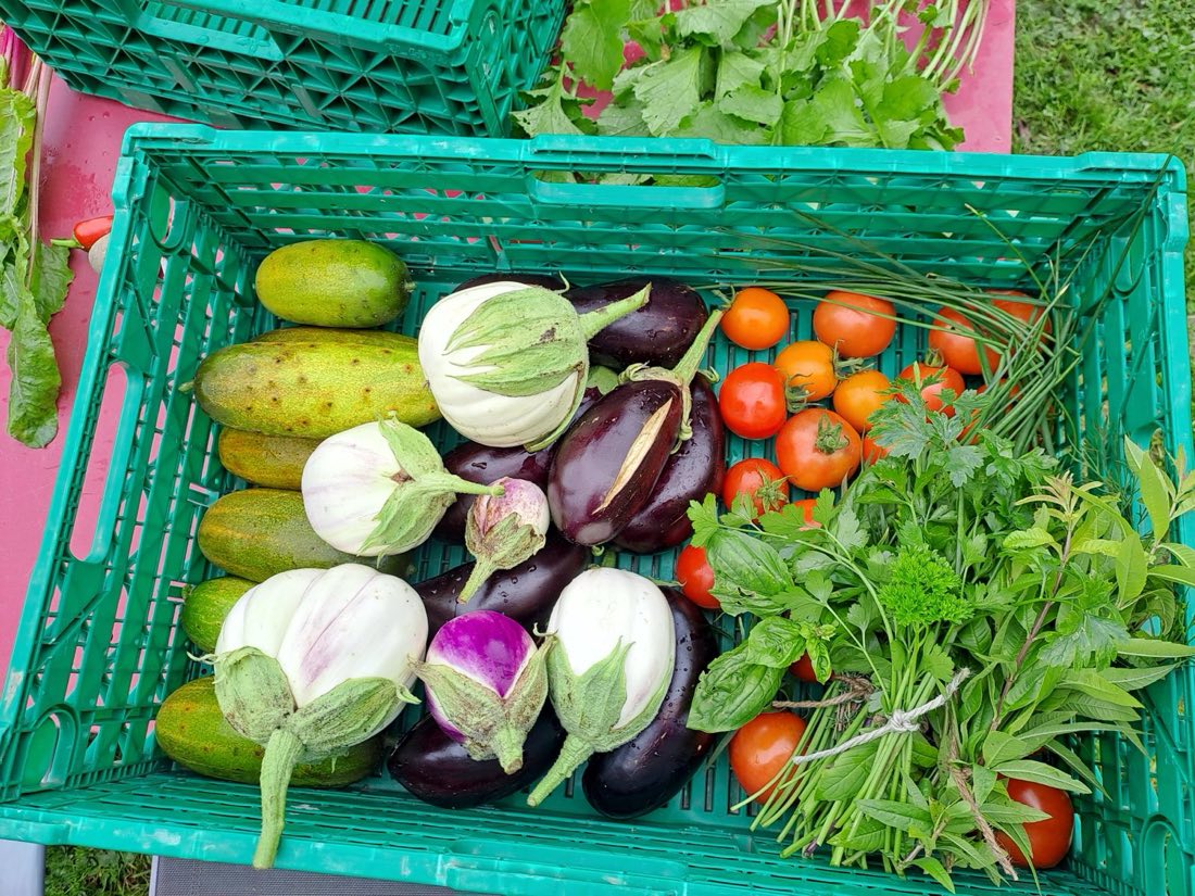 Aubergines blanches et violettes, concombres et tomates du jour