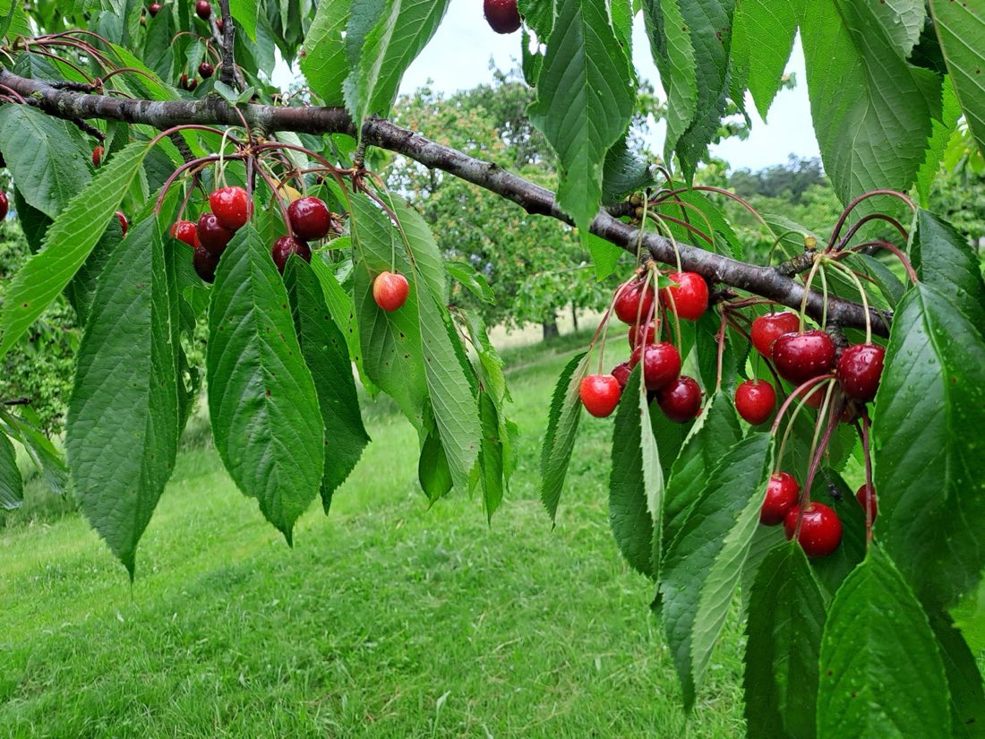 Cerises rouges suspendues à une branche du verger, au-dessus du pré