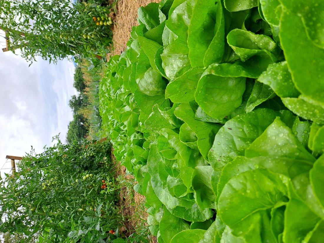 Caisse de haricots jaunes, verts et violets, fraîchement récoltés