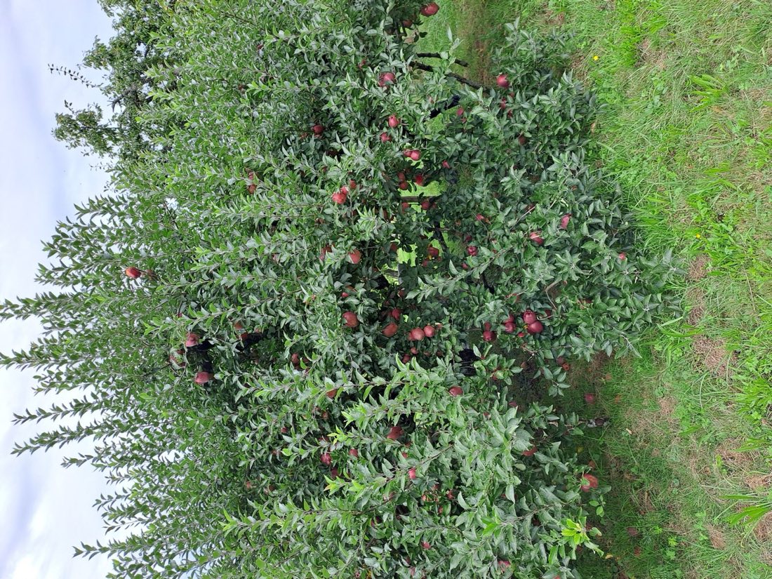 Pommier du verger chargé de pommes rouges