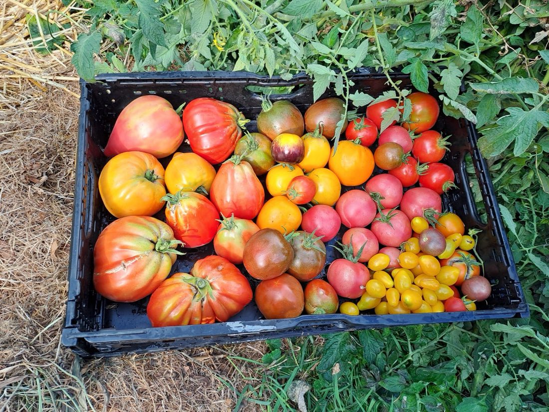 Caisse de tomates anciennes de toutes les couleurs