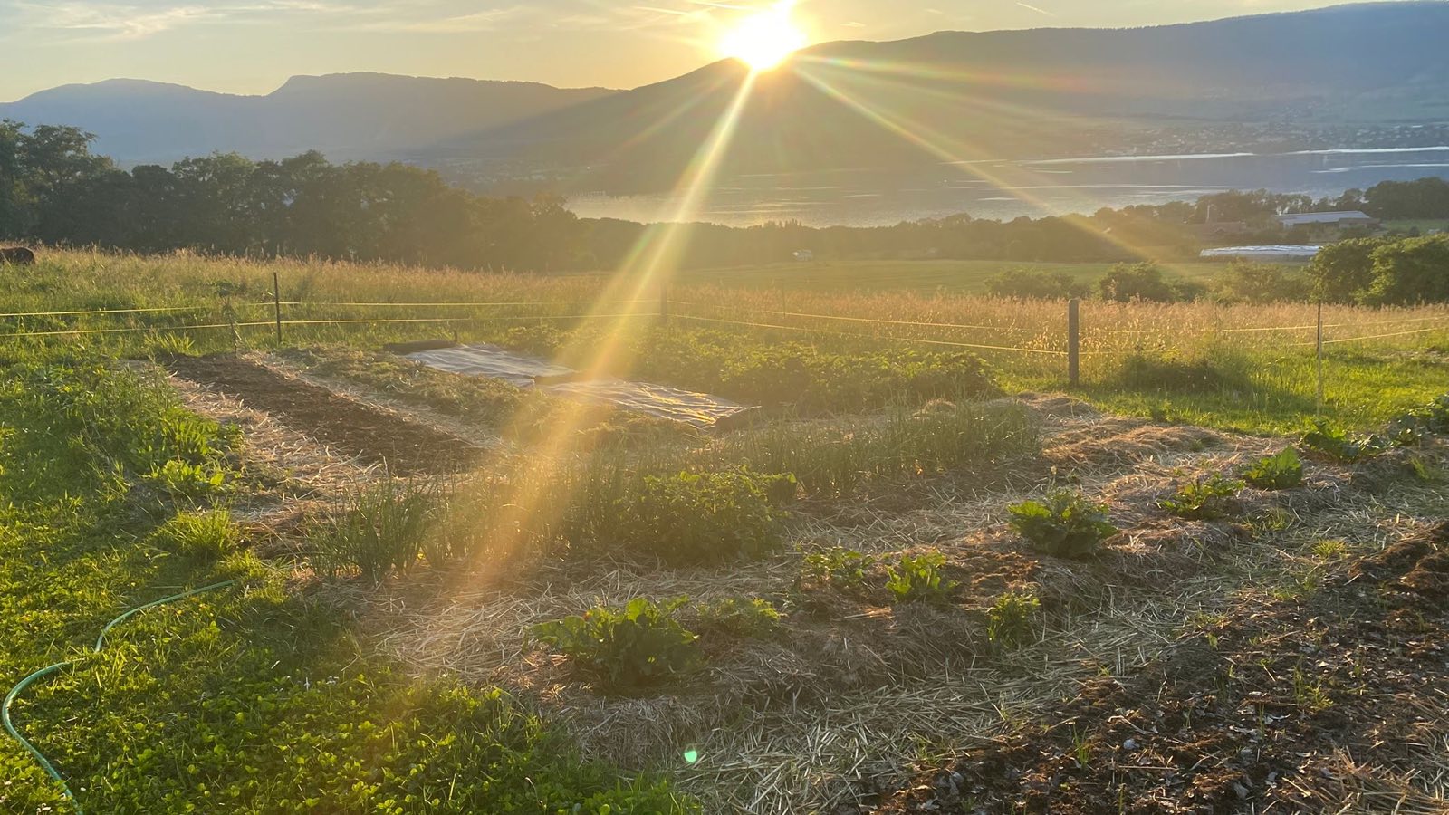 Le potager de Chantemerle au soleil couchant, avec le lac et le Jura en arrière-plan